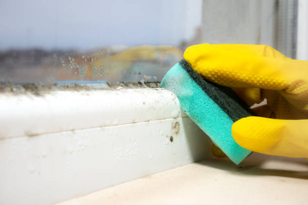 Best Toxic Mold Removal  in Lemmon Valley, NV