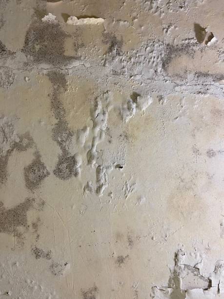 Best Mold Cleaning Services  in Lemmon Valley, NV