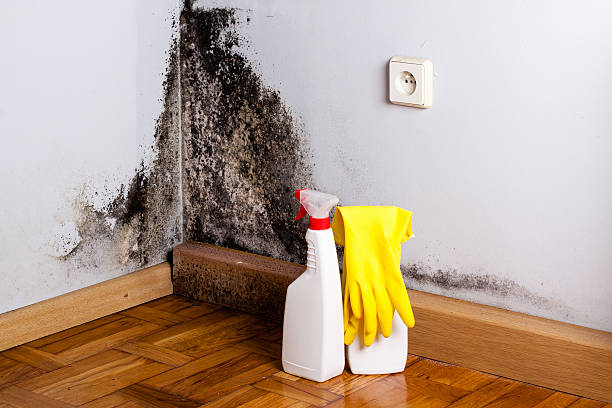 Best Professional Mold Removal  in Lemmon Valley, NV